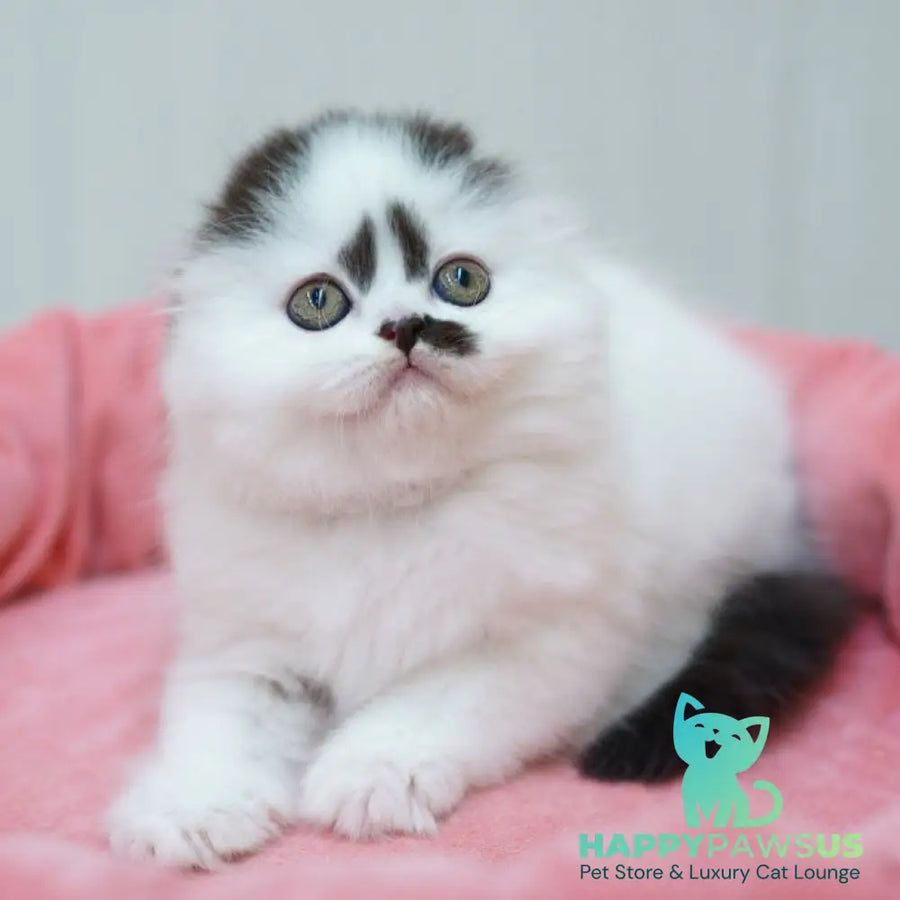 Vibe Scottish Fold male black harlequin - live animals