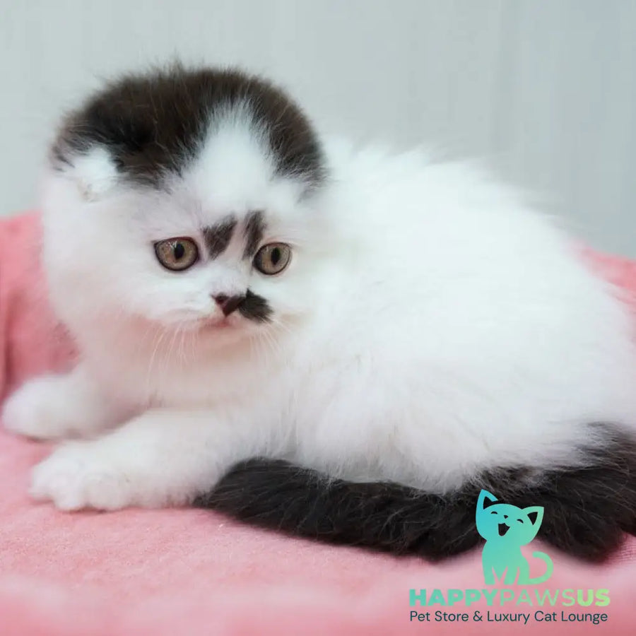 Vibe Scottish Fold male black harlequin - live animals