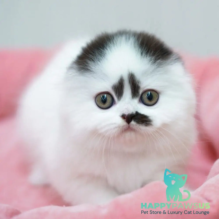 Vibe Scottish Fold male black harlequin - live animals