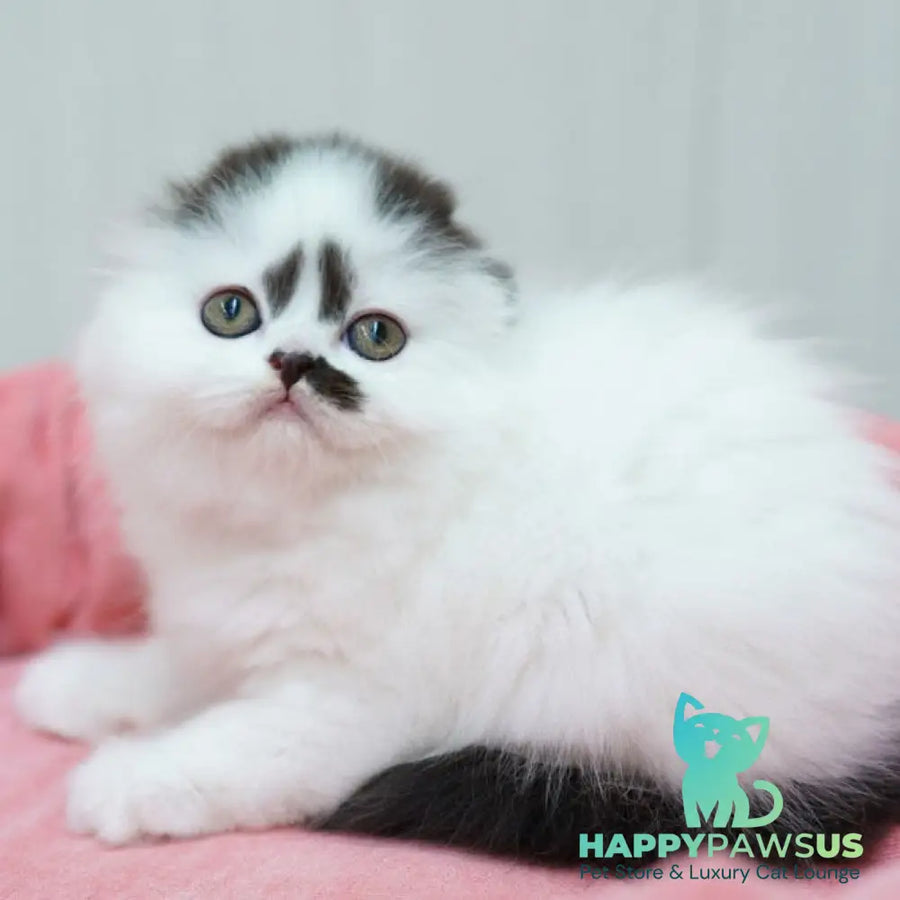 Vibe Scottish Fold male black harlequin - live animals