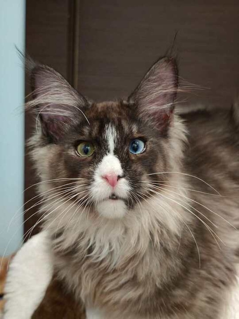 Polina Maine Coon polydactyl female, black smoke with white