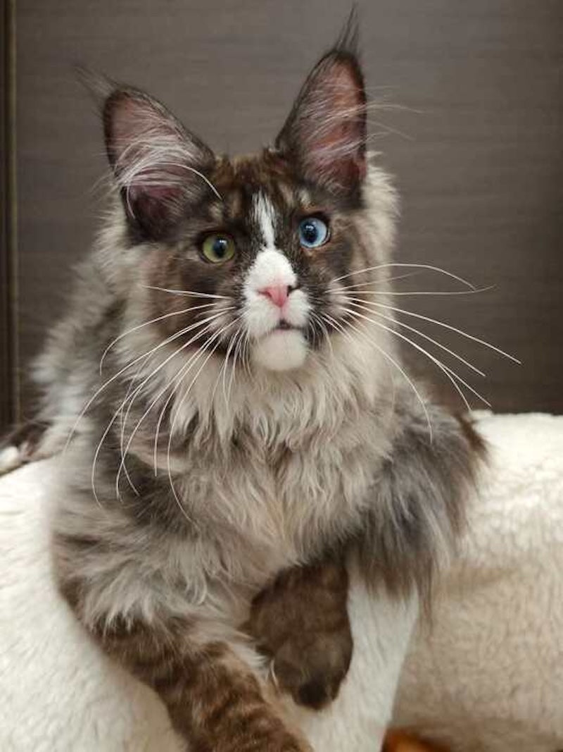 Polina Maine Coon polydactyl female, black smoke with white