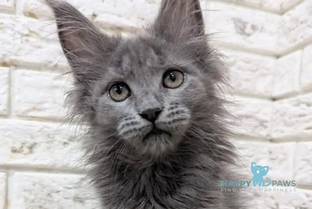Vicky Maine Coon female blue live animals