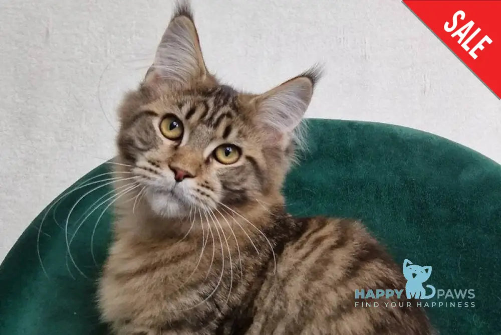 Victor Maine Coon male black tabby live animals