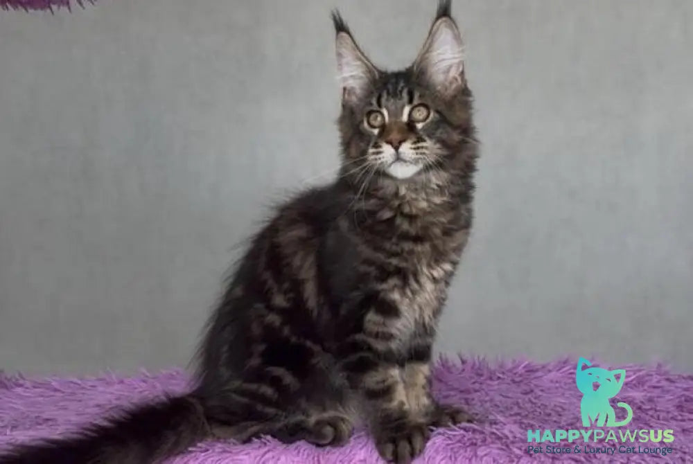 Victor Maine Coon male black tabby - live animals