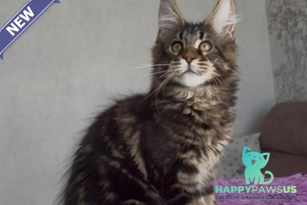 Victor Maine Coon male black tabby - live animals