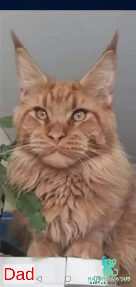 Victor Maine Coon male black tabby - live animals