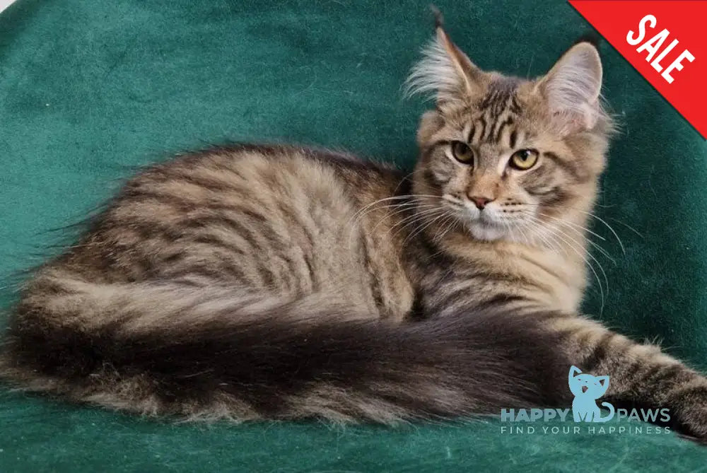 Victor Maine Coon male black tabby live animals