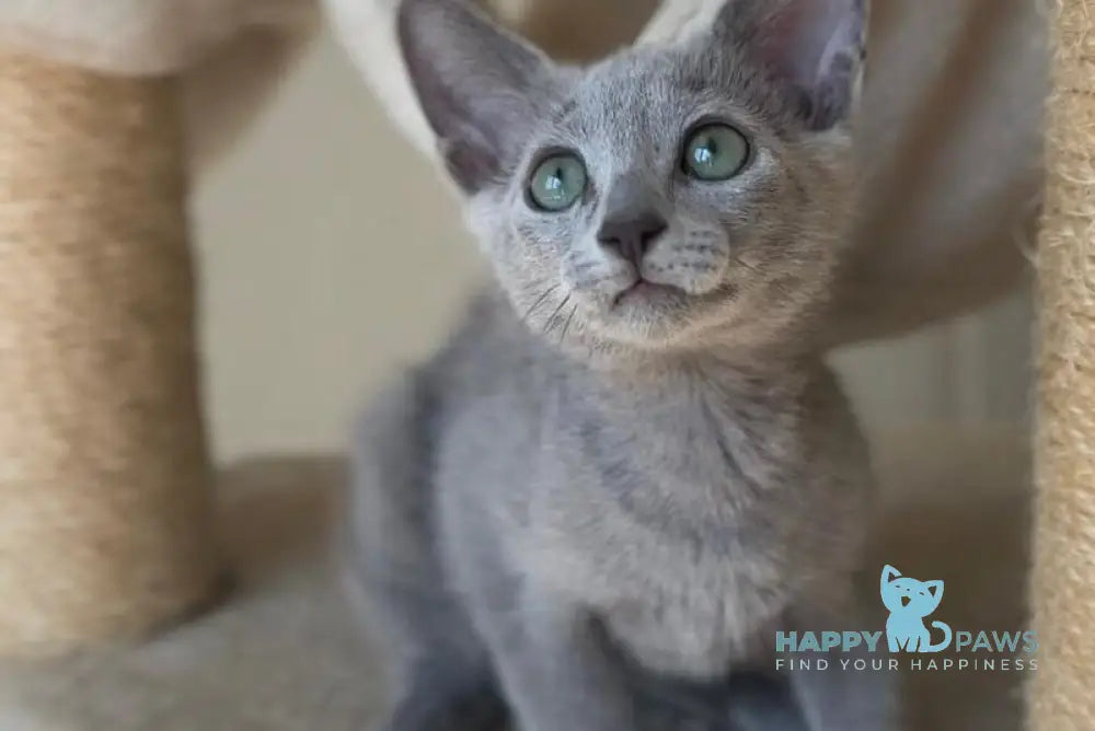 Victoria Russian Blue female blue live animals