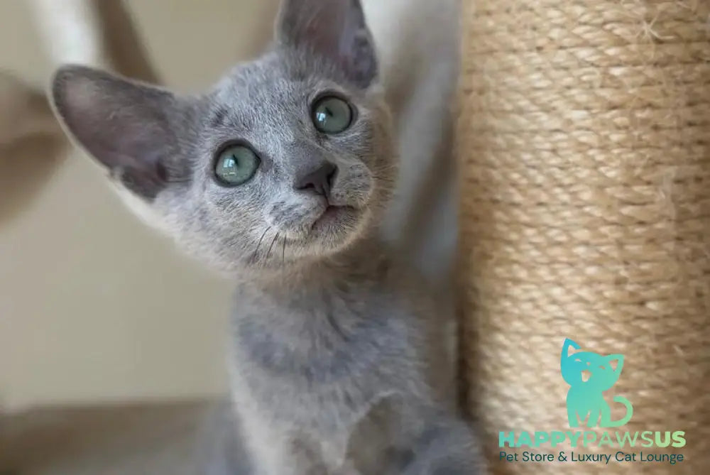 Victoria Russian Blue female blue live animals