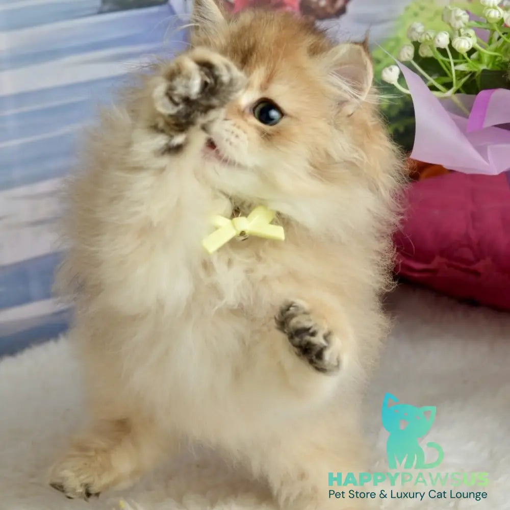 Victoria Scottish Straight female black golden shaded - live animals