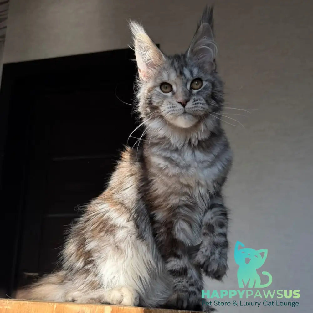 Victoria Secret Maine Coon polydactyl 6x6x6x6 female black tortie silver tabby - live animals