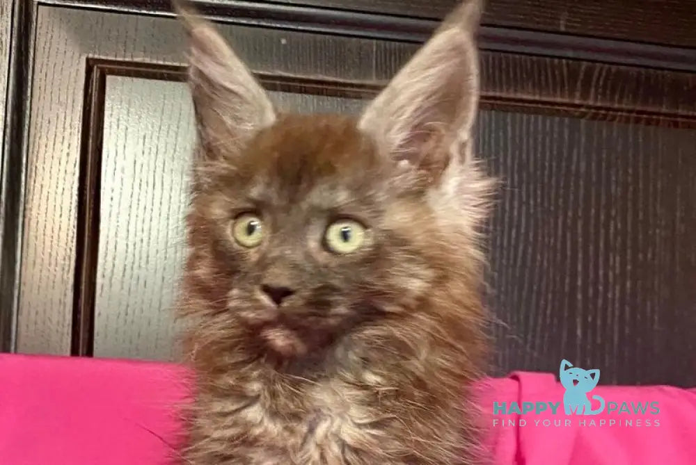 Viе Vienna Maine Coon female black silver live animals