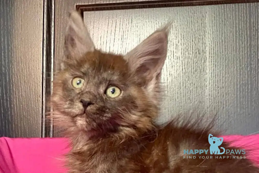 Viе Vienna Maine Coon female black silver live animals