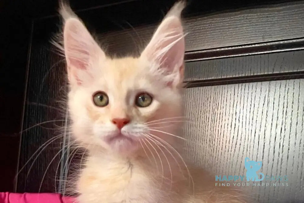 Vig Vigo Maine Coon male cream silver tabby live animals