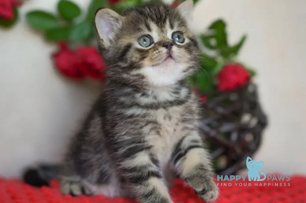 Vigo Scottish Straight male black tabby live animals