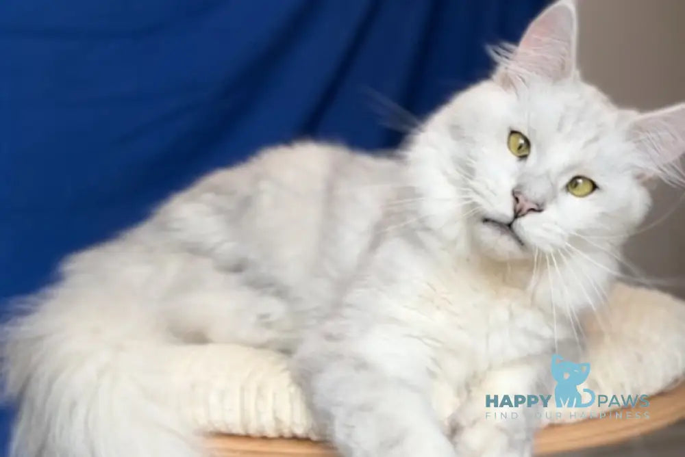 Vijey Maine Coon male black silver shaded live animals