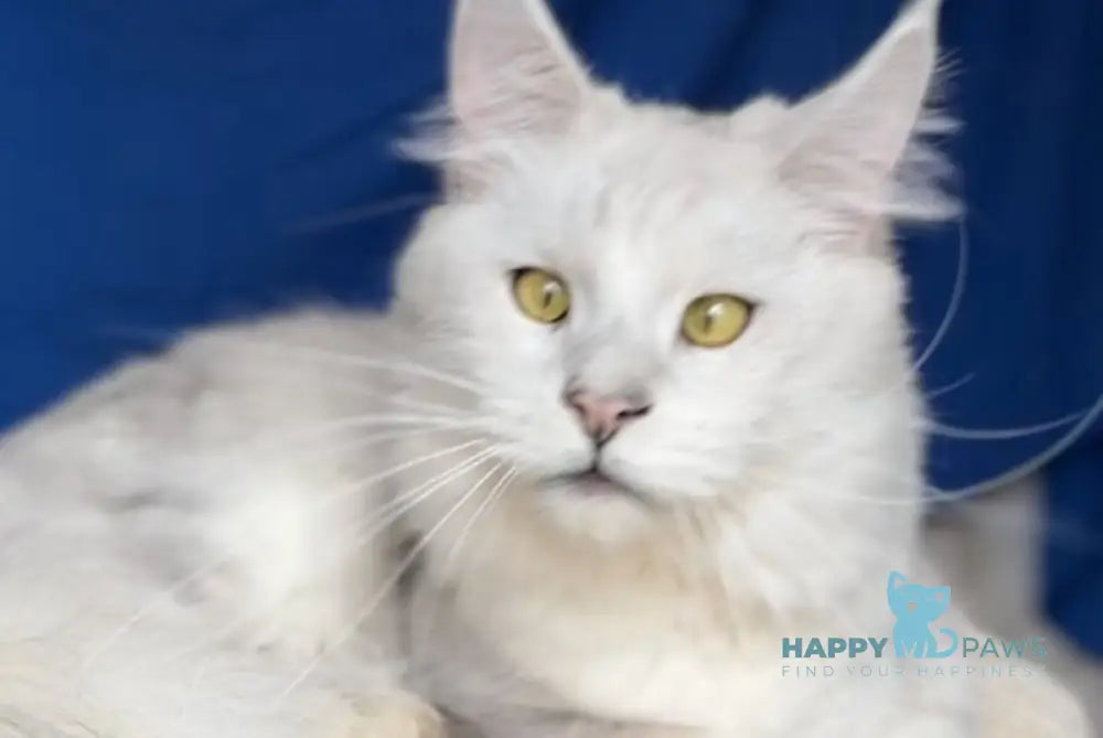 Vijey Maine Coon male black silver shaded live animals