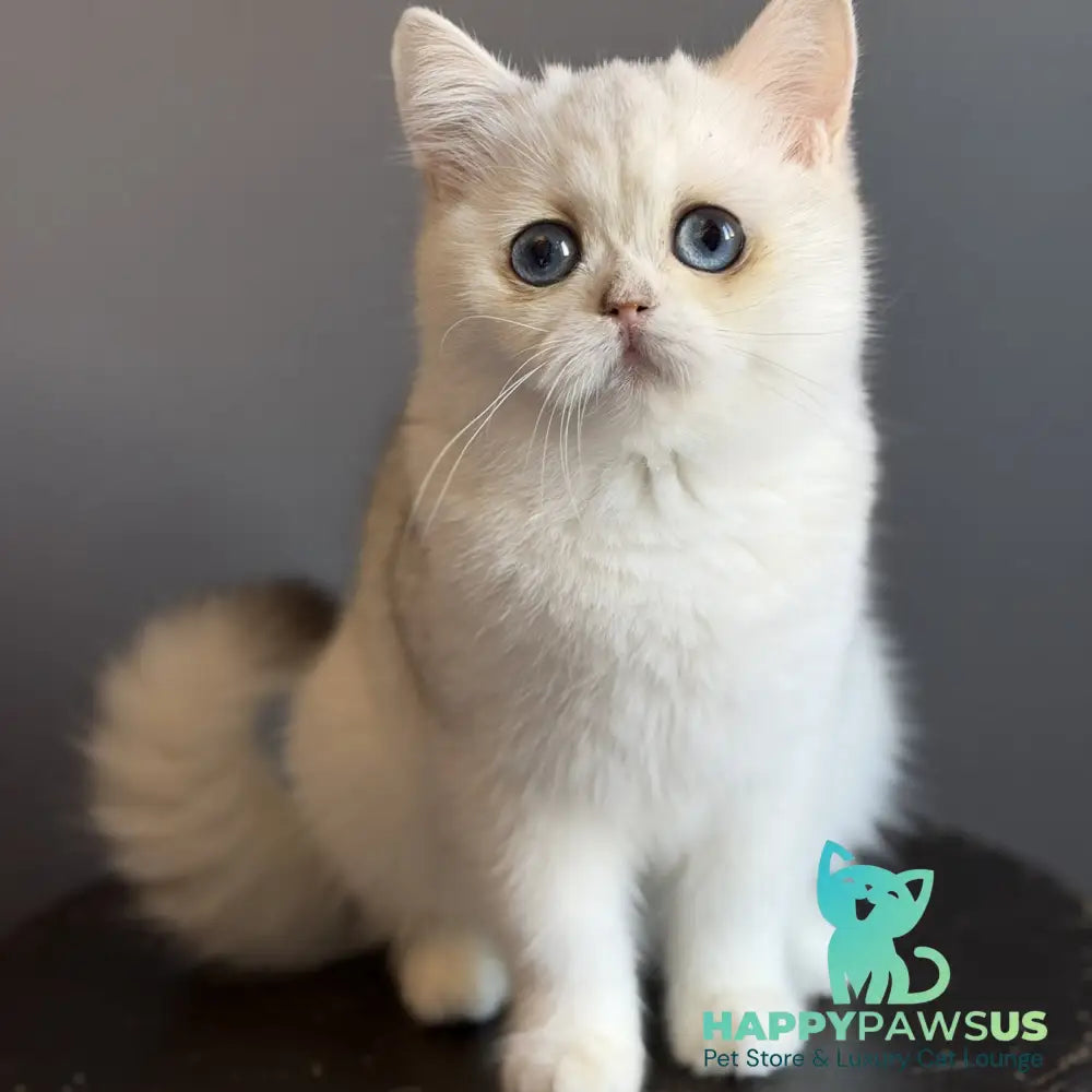Vika British Shorthair female black silver chinchilla - live animals