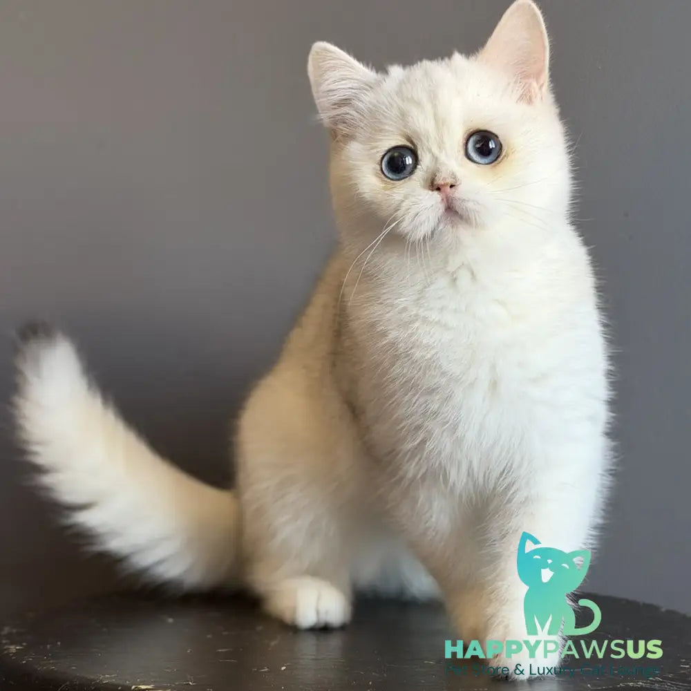 Vika British Shorthair female black silver chinchilla - live animals