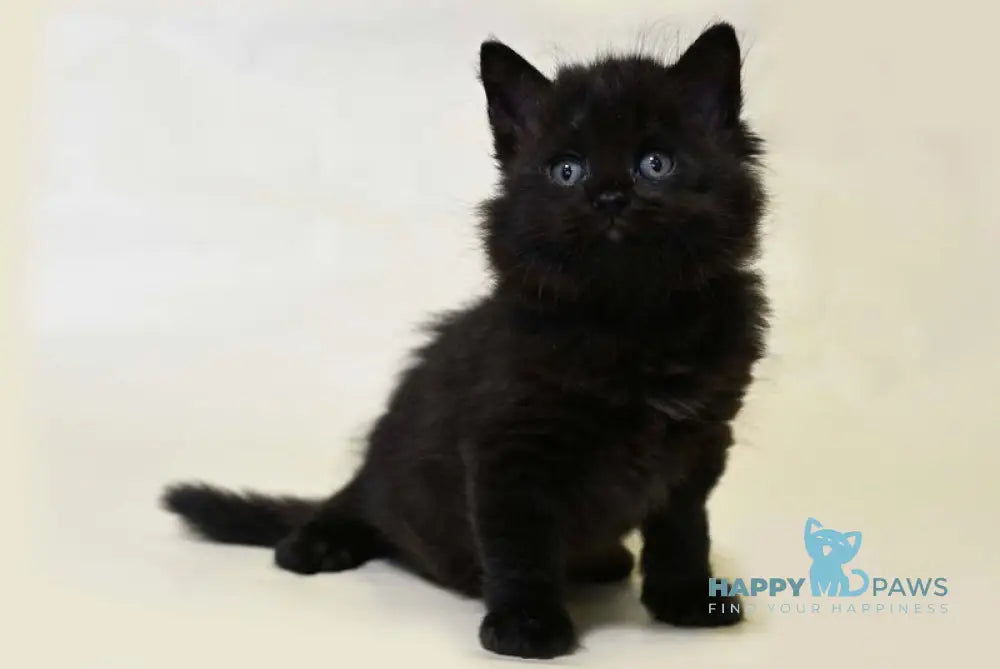 Viking British Longhair male black live animals