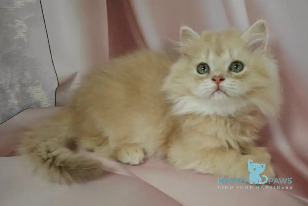 Viking British Longhair male lilac golden chinchilla live animals