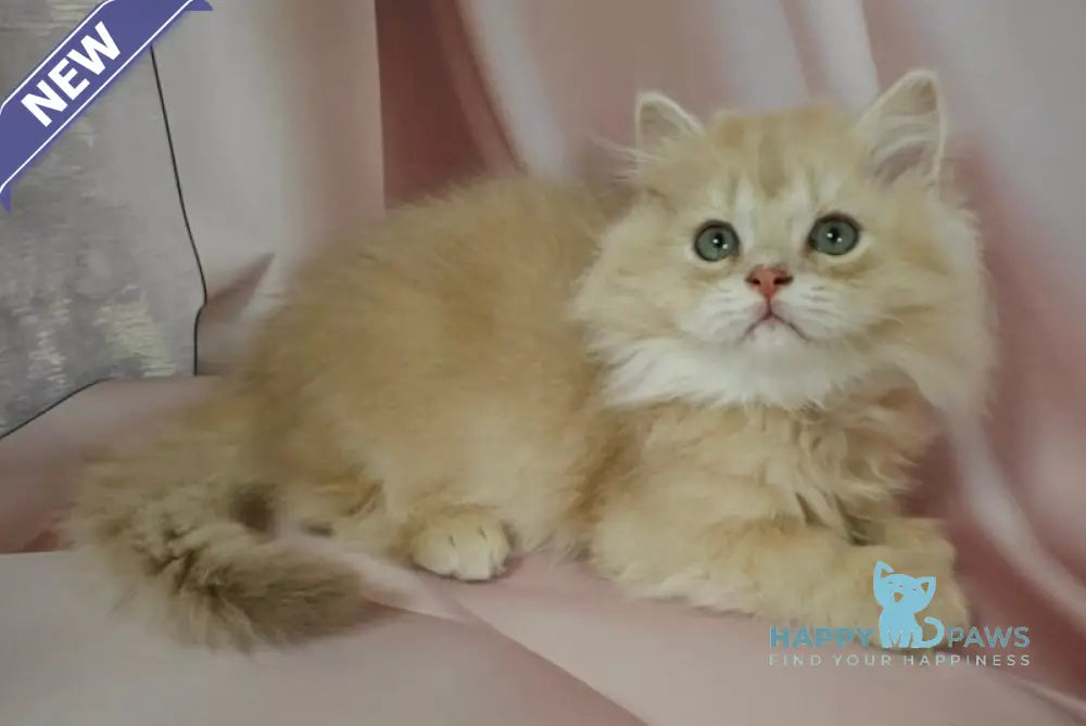 Viking British Longhair male lilac golden chinchilla live animals