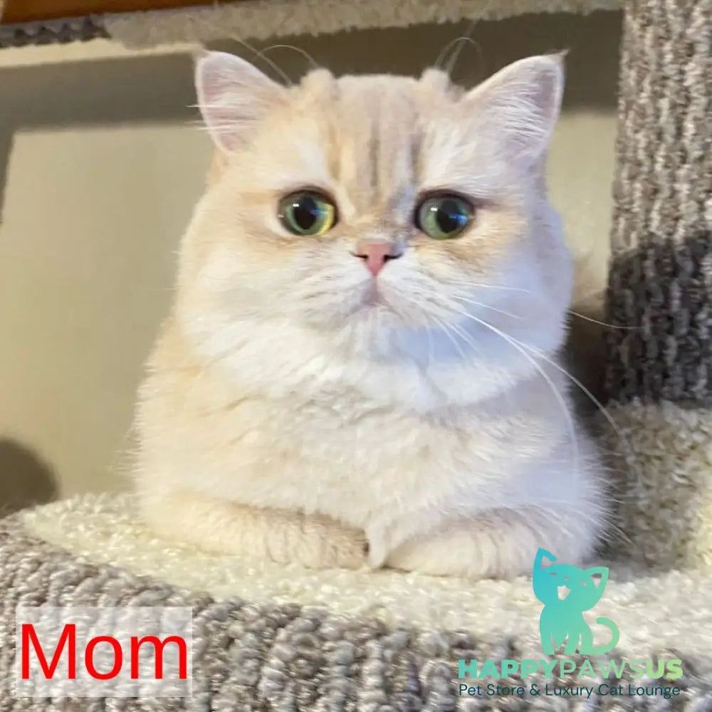 Viking British Shorthair male blue golden shaded - live animals