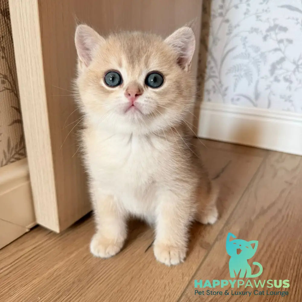 Viking British Shorthair male blue golden shaded - live animals