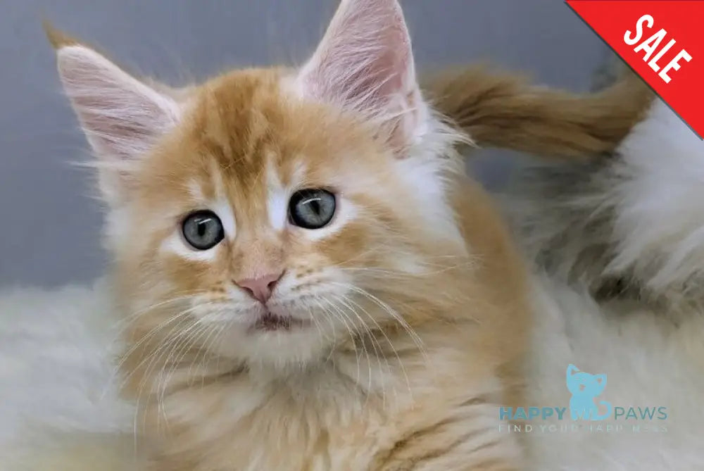 Viking Maine Coon male red silver - live animals
