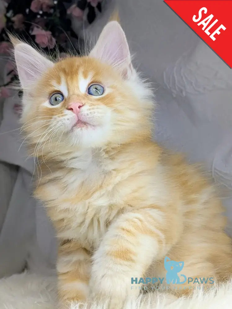 Viking Maine Coon male red silver - live animals