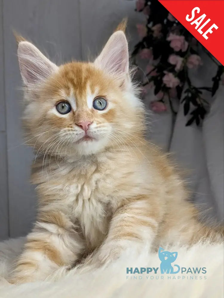 Viking Maine Coon male red silver - live animals