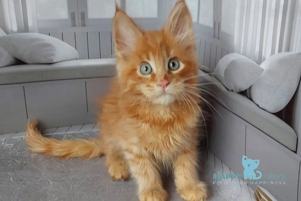 Viktor Maine Coon male red live animals