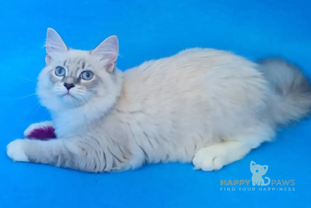 Viliam Siberian male blue tabby pointed mitted live animals