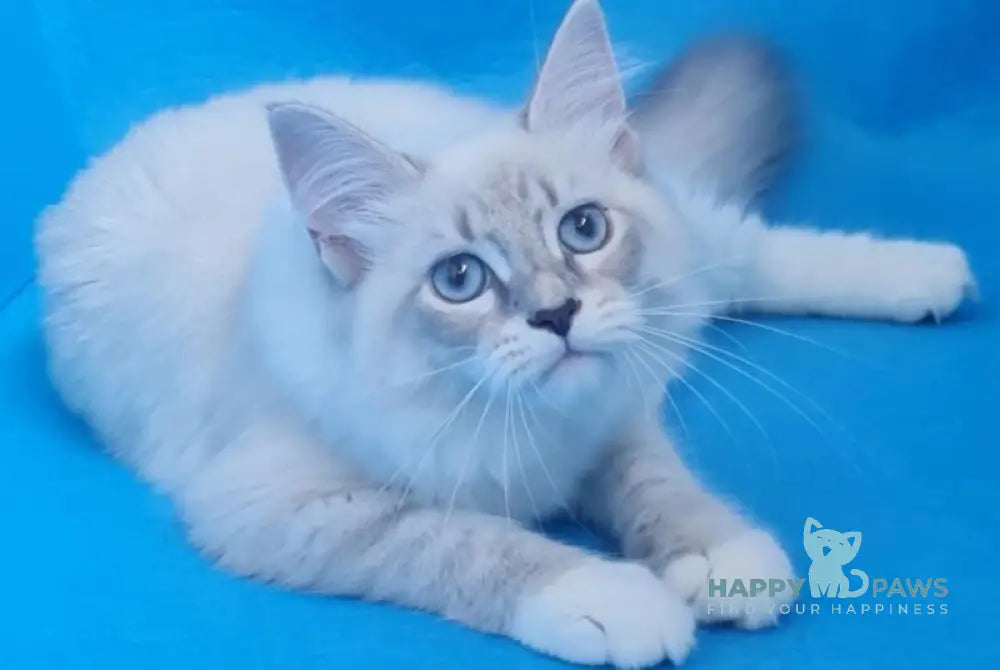 Viliam Siberian male blue tabby pointed mitted live animals