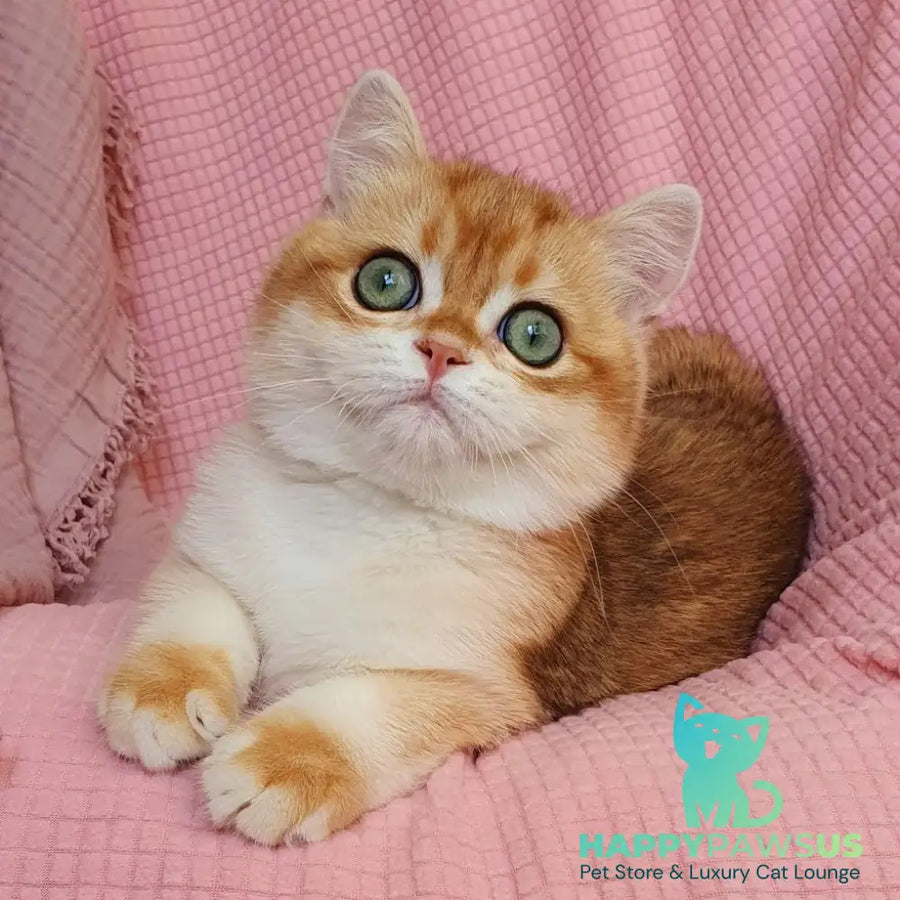 Villi British Shorthair male black golden chinchilla - live animals