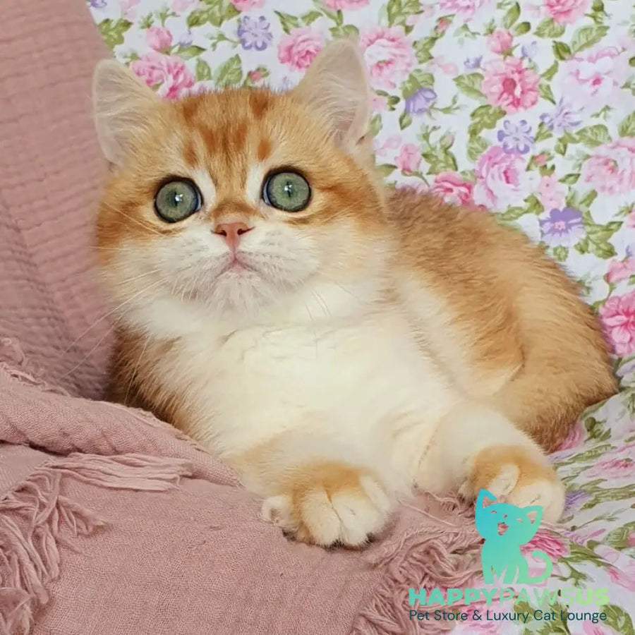Villi British Shorthair male black golden chinchilla - live animals