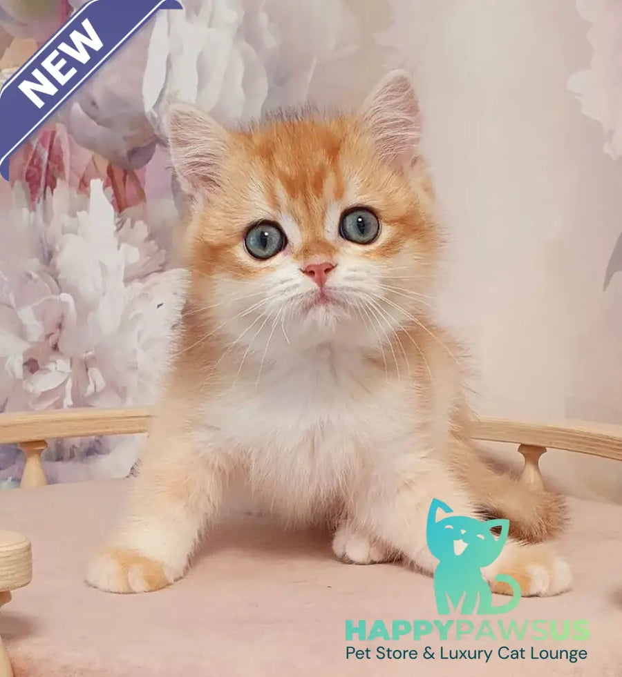 Villi British Shorthair male black golden chinchilla - live animals