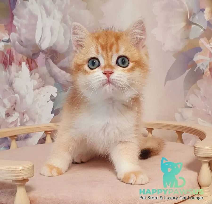 Villi British Shorthair male black golden chinchilla - live animals