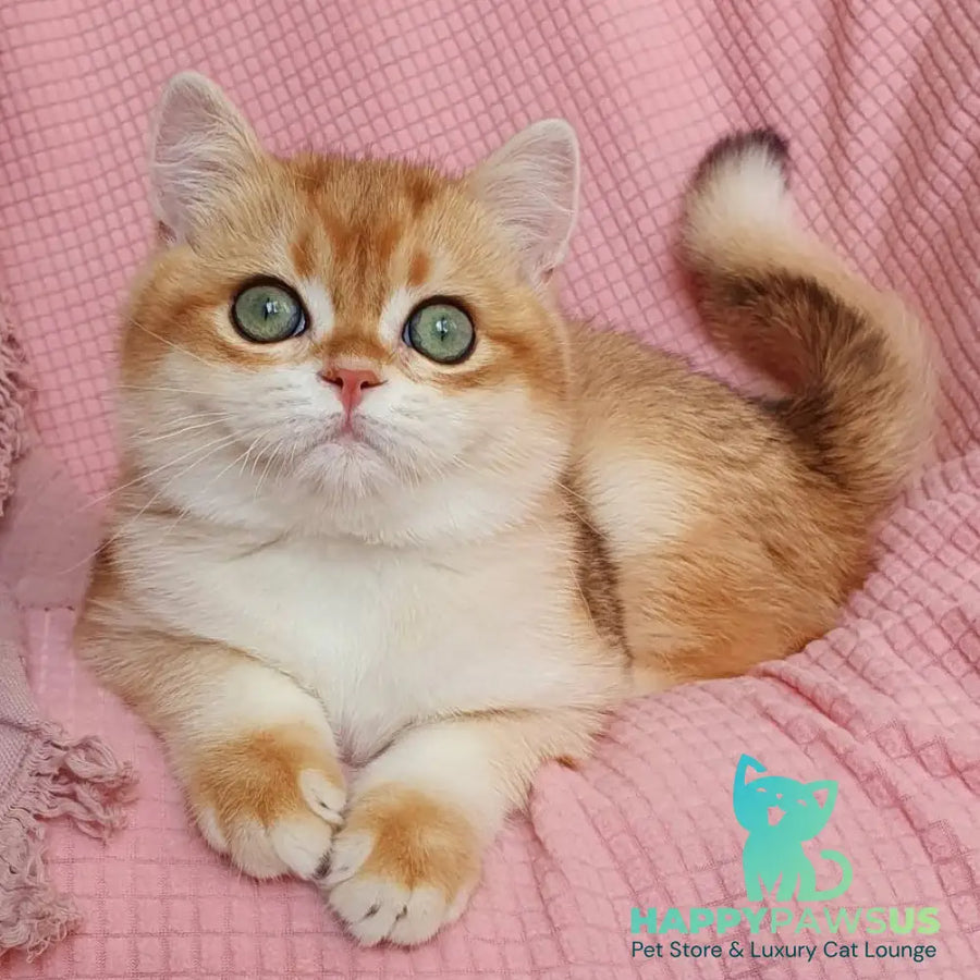 Villi British Shorthair male black golden chinchilla - live animals
