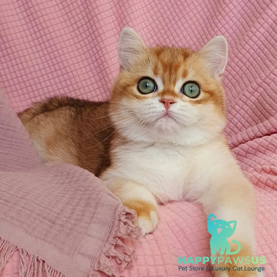 Villi British Shorthair male black golden chinchilla - live animals