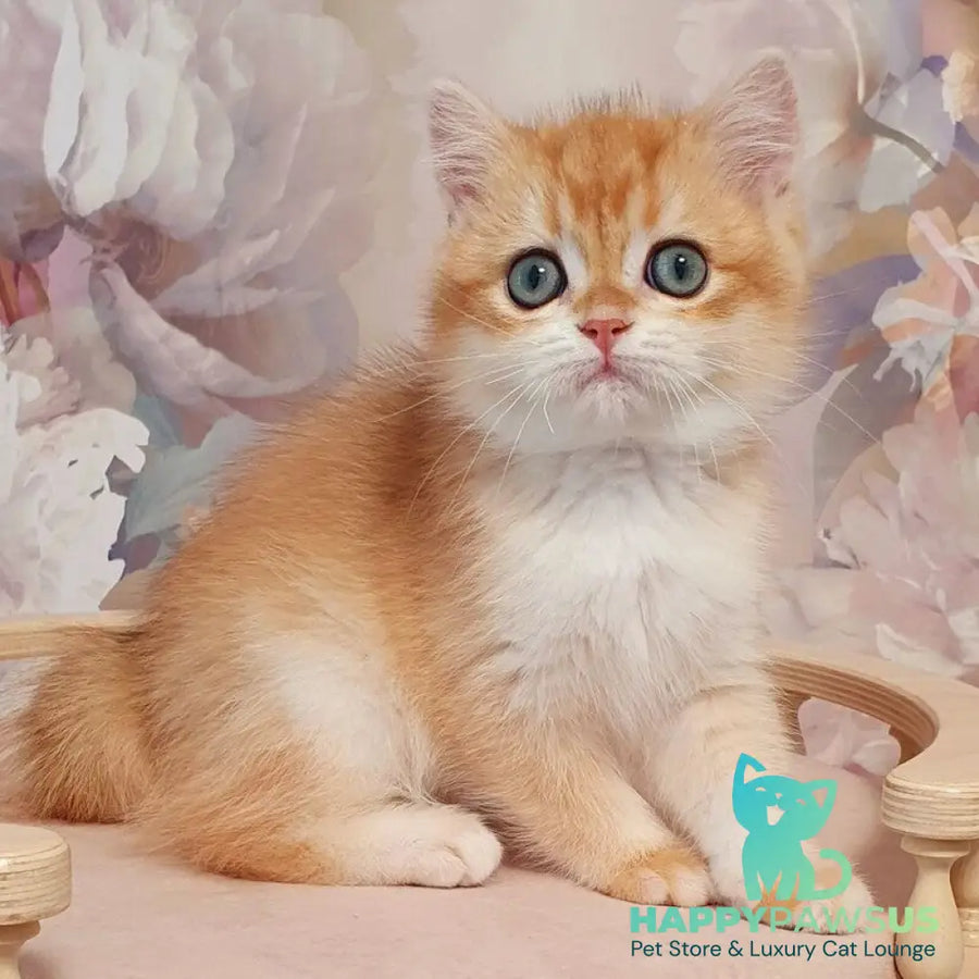 Villi British Shorthair male black golden chinchilla - live animals