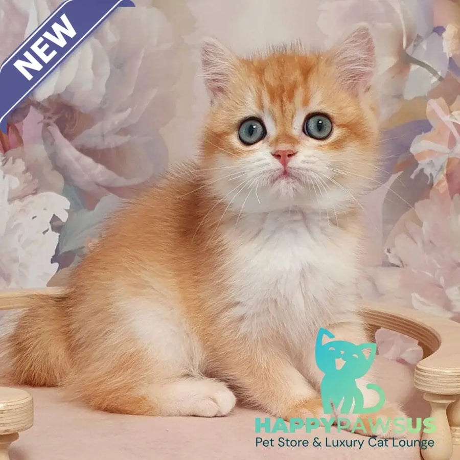 Villi British Shorthair male black golden chinchilla - live animals