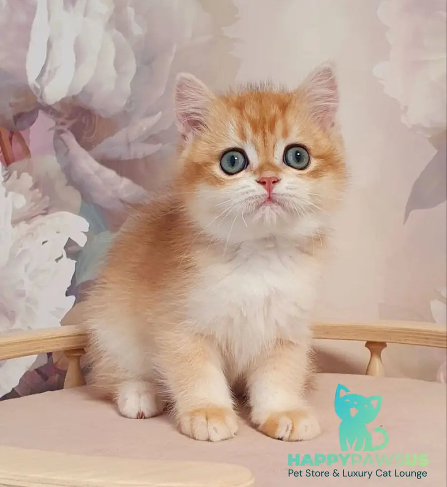 Villi British Shorthair male black golden chinchilla - live animals