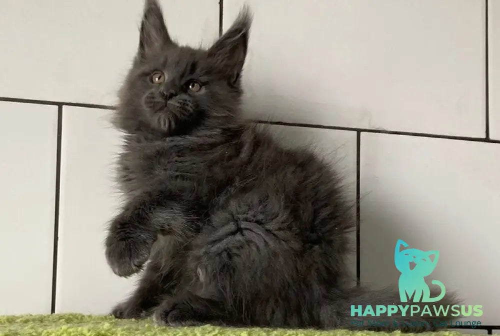 Vilyu Maine Coon polydactyl male blue - live animals