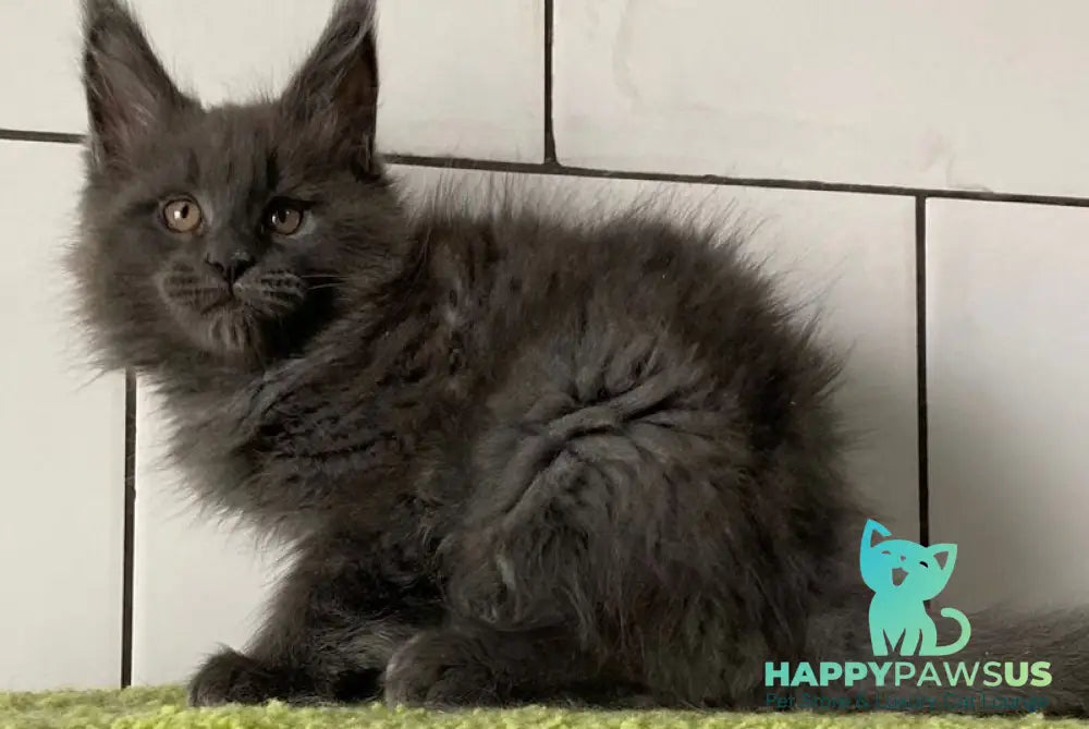 Vilyu Maine Coon polydactyl male blue - live animals
