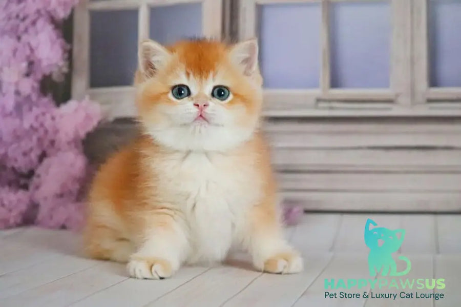 Vincent British Shorthair male black golden chinchilla - live animals