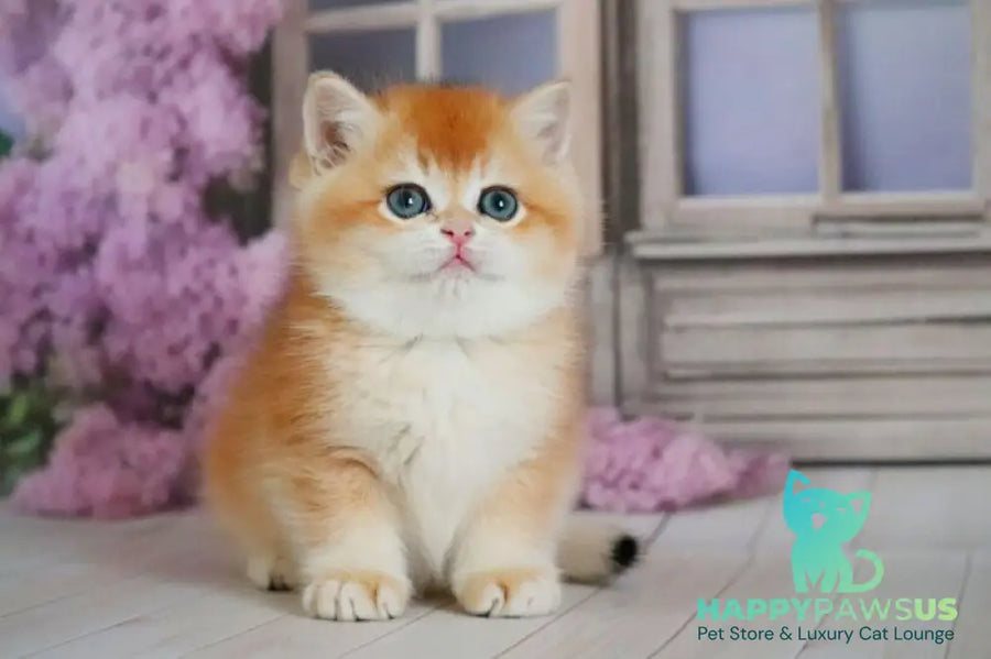Vincent British Shorthair male black golden chinchilla - live animals