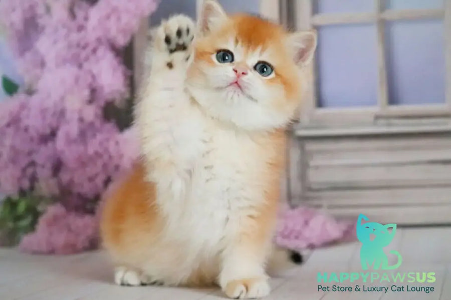 Vincent British Shorthair male black golden chinchilla - live animals