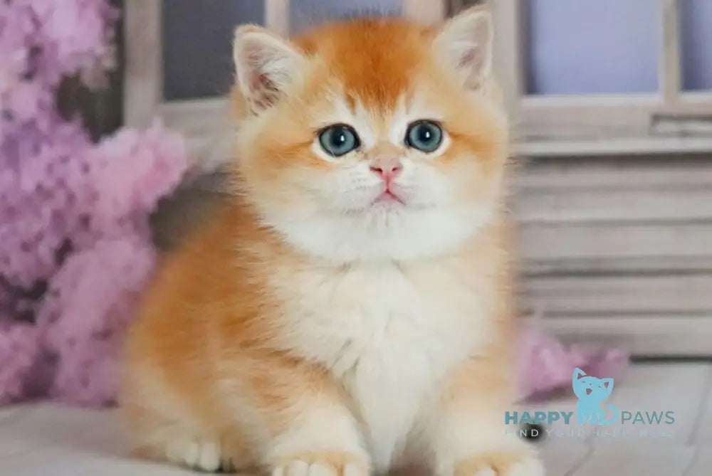 Vincent British Shorthair male black golden chinchilla - live animals